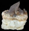 Dogtooth Calcite Crystal Cluster - Morocco #57384-1
